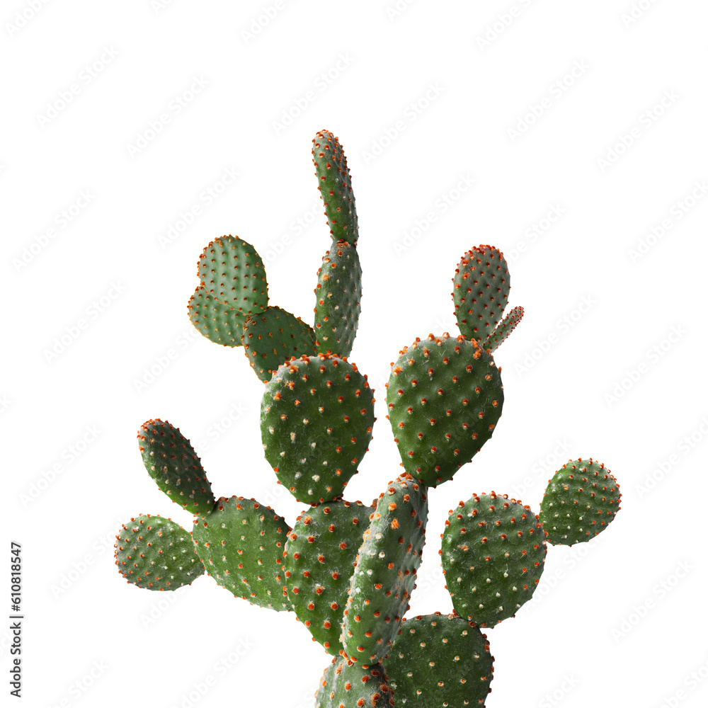 Beautiful big green cactus on white background Beautiful big green cactus on white background