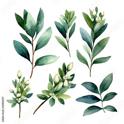 Set of green leaves floral watecolor. Floral poster, invitation floral. Vector arrangements for greeting card or invitation design	