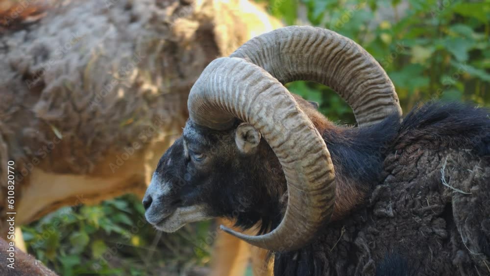 male mouflon in spring, losing his winter fur. male mouflon in spring, losing his winter fur.
