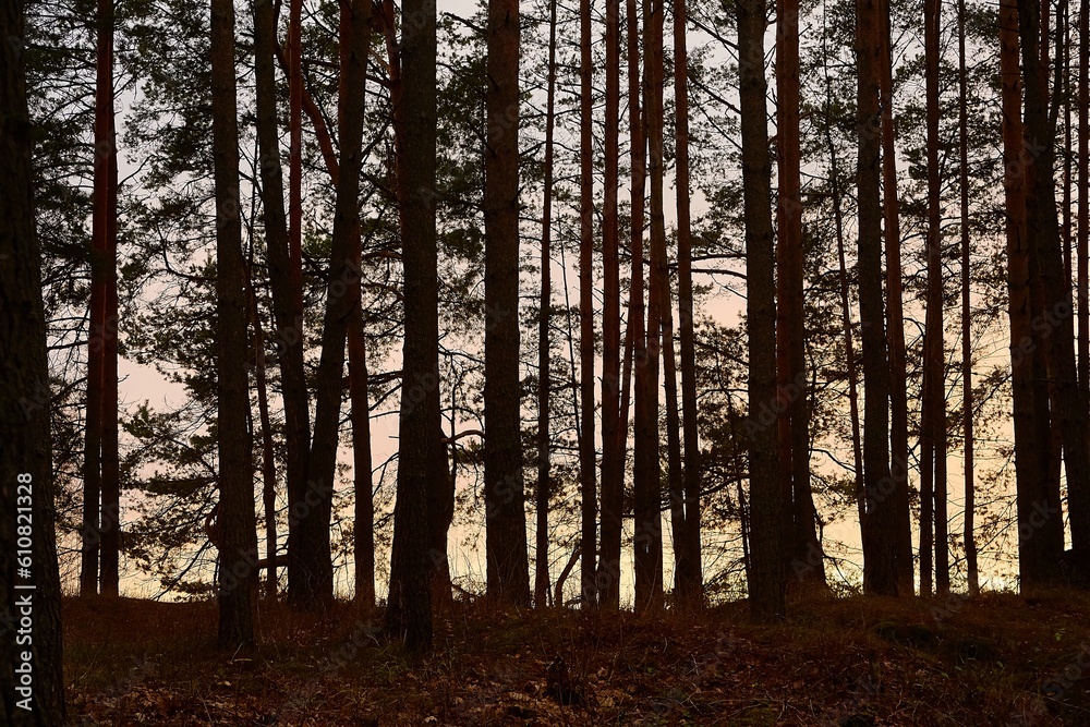 Forest Twilight Background Forest Twilight Background