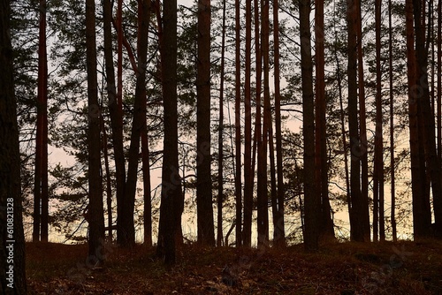 Forest Twilight Background