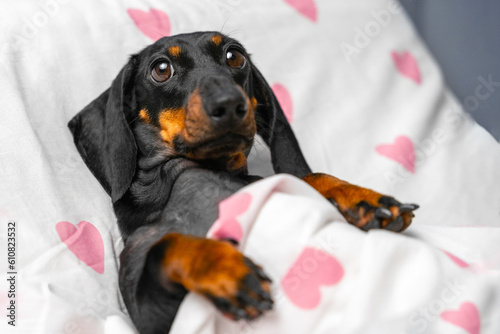 Small puppy lies, sleeps in a cozy bed of a dog-friendly hotel covered with a cute blanket with hearts, bedtime. Toddler resting in children bedroom. Childfree family with dog, tenderness with pets