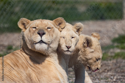 White Lions  A Bittersweet Bond.  Female White Lion and Her Cubs  Captive in a Roadside Zoo  Showcase Love Amidst Captivity.  Photography. 