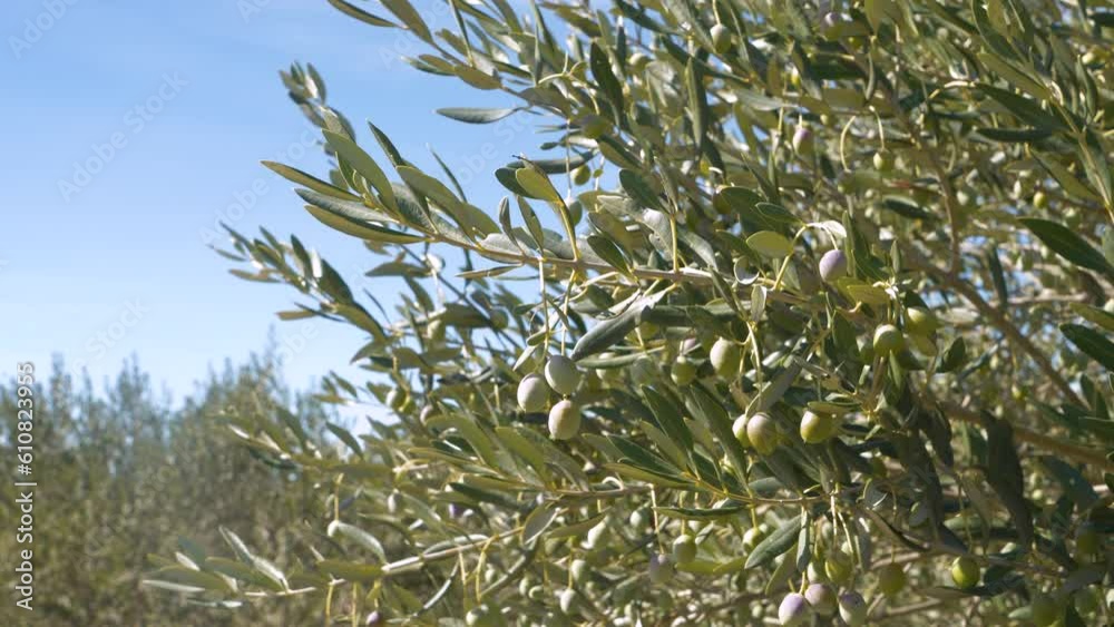 CLOSE UP: Lush leafy branches of olive tree weighed down with ripe green olives. Well growing plants in favourable Mediterranean climate. Olive groves for oil production along sunny Adriatic landscape CLOSE UP: Lush leafy branches of olive tree weighed down with ripe green olives. Well growing plants in favourable Mediterranean climate. Olive groves for oil production along sunny Adriatic landscape