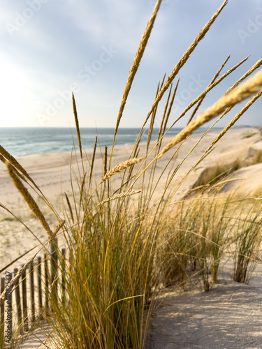 Fototapeta Naklejka Na Ścianę i Meble -  Beach grass on dune landscape