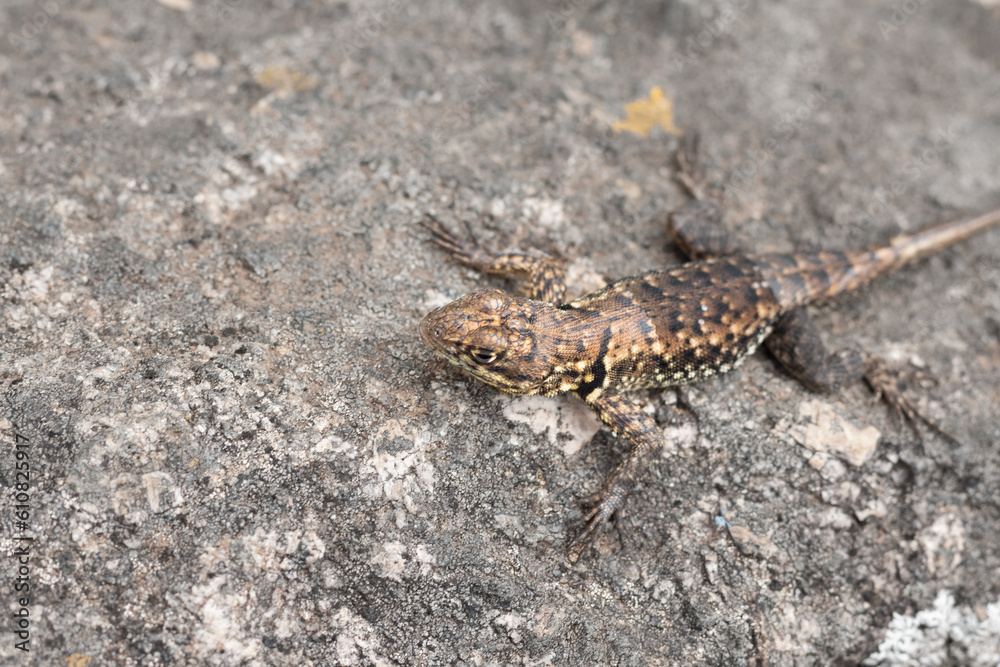 Photograph of small lizard on a rock.