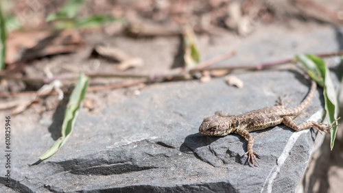 Photograph of small lizard sunbathing on a rock.