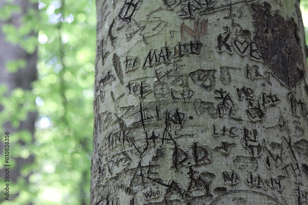 Hand carvings on the bark of a tree.