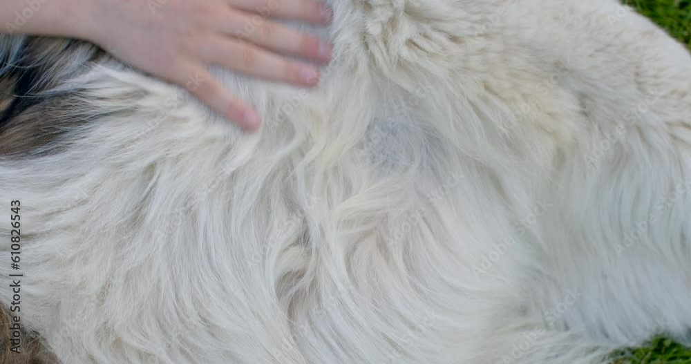 tactile sensation relaxation practice hair with the fingers. The smell of doggy. The teenager's hand touches the dog's fur. boy's fingers tactile sensation relaxation practice hair with the fingers. The smell of doggy. The teenager's hand touches the dog's fur. boy's fingers