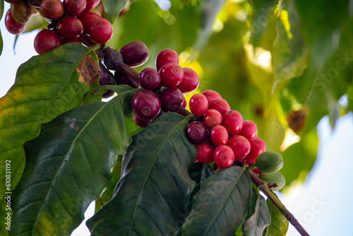 Ripe coffee beans on the stem, with yellowed leaves