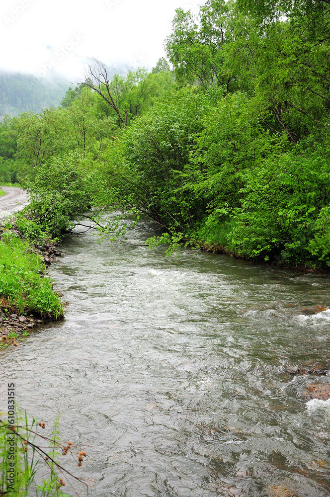 A swift stream of a shallow river flows down from the mountains through thickets of tall bushes on a cloudy rainy morning.