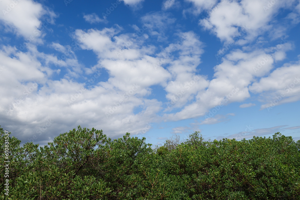 trees and sky