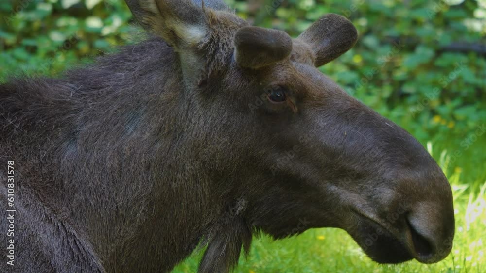 Close view of a moose, elk resting in the forest Close view of a moose, elk resting in the forest