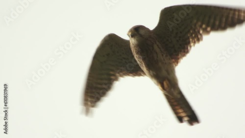 Kestrel hoovering close up