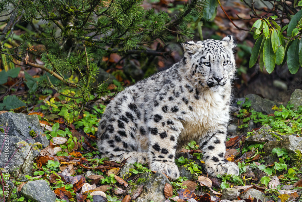 Snow leopard cub 