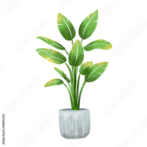 Philodendron