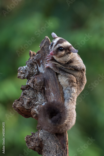 Baby sugar glider on a tree branch © DS light photography
