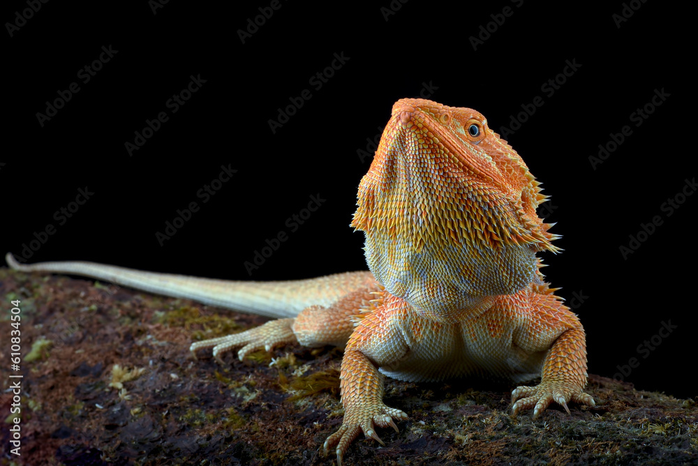 Obraz premium Big bearded dragon lizard on black background