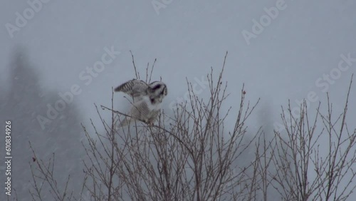 Owl take off in heavy snow