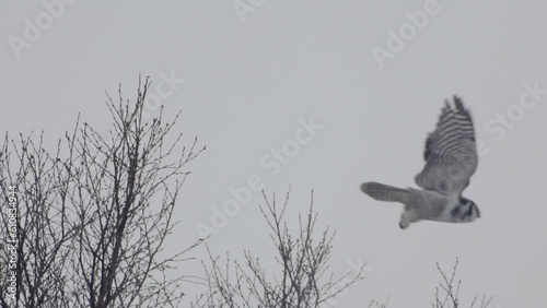 Owl take off slowmotion