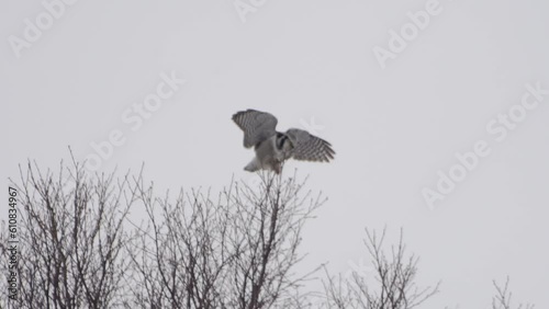 Owl balancing in tree
