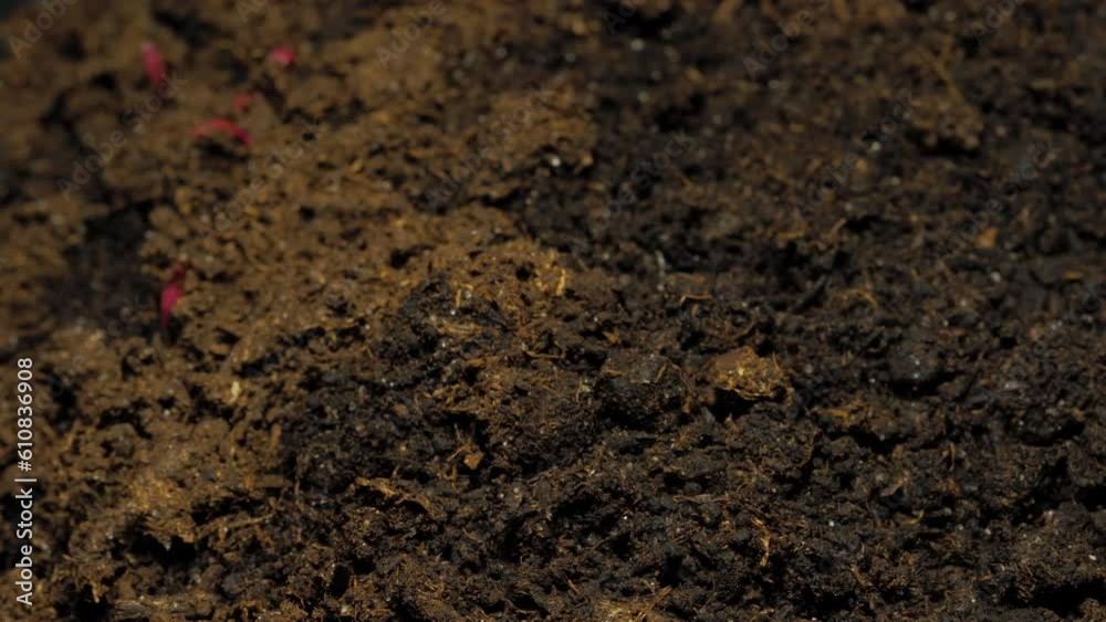 Growing seeds rising from soil time lapse 4k footage. Growing seeds rising from soil time lapse 4k footage.