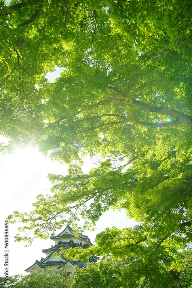 Fototapeta premium 初夏の彦根城 (2022年4月)