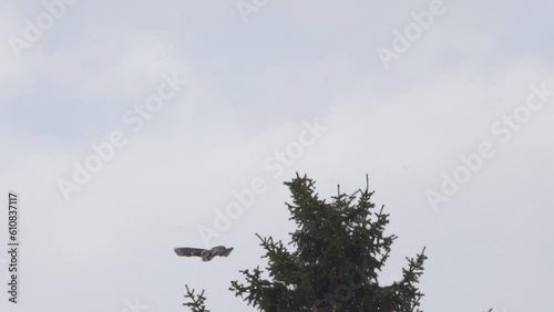 Owl catch a mouse under snow