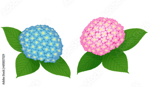 あじさいの花