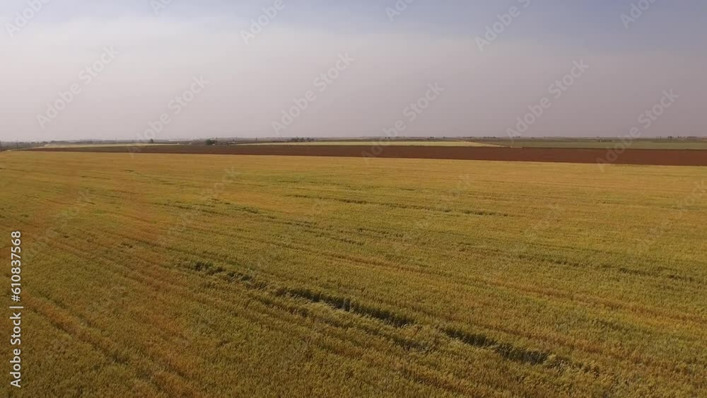 Aerial shot of a large wheat field Aerial shot of a large wheat field