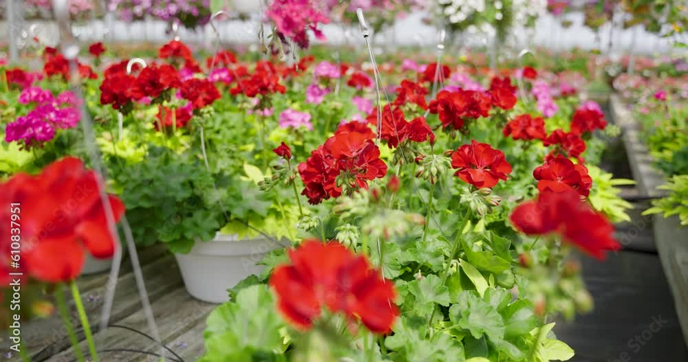 Lush Hanging Pots of Red Geraniums Infuse the Greenhouse with Vibrant Beauty Lush Hanging Pots of Red Geraniums Infuse the Greenhouse with Vibrant Beauty