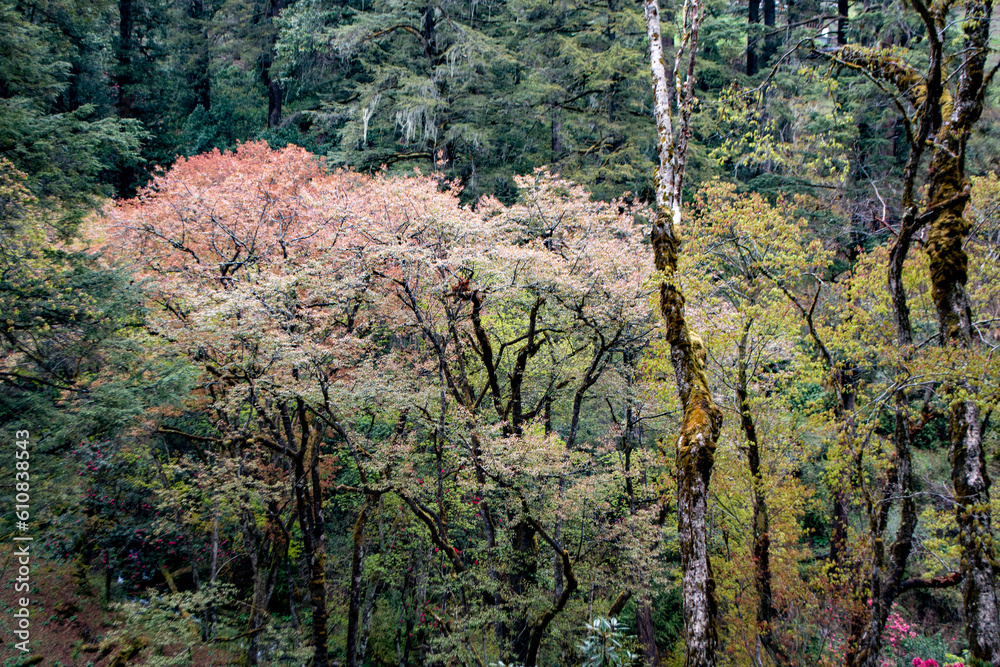 The colourful spring forests in Bhutan burst with vibrant blossoms, painting the landscape with a kaleidoscope of hues, creating a truly captivating and enchanting sight. The colourful spring forests in Bhutan burst with vibrant blossoms, painting the landscape with a kaleidoscope of hues, creating a truly captivating and enchanting sight.