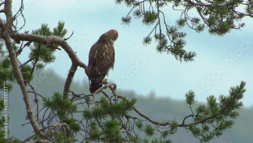 Hawk on a branch