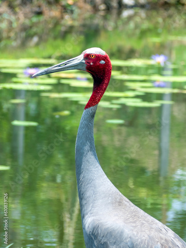 Eastern Sarus Crane ,Antigone antigone sharpii.bird in wildlife nature field photo