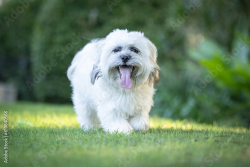 Portrait of cute Tibetan Spaniel white small breed dog sitting on green grass with blurred background