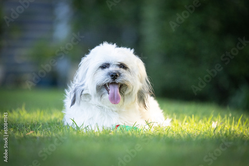 Portrait of cute Tibetan Spaniel white small breed dog sitting on green grass with blurred background