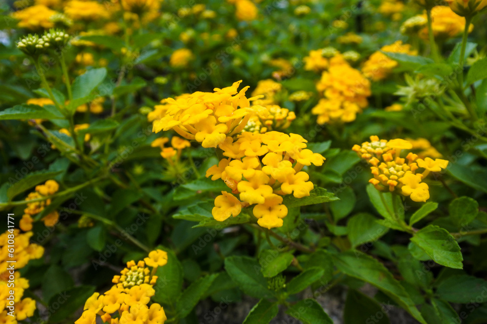 Lantana camara plants that have lots of yellow flowers grow behind a wooden fence Lantana camara plants that have lots of yellow flowers grow behind a wooden fence