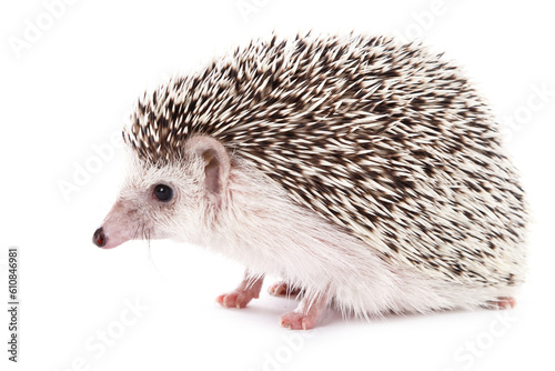 African hedgehog on white background