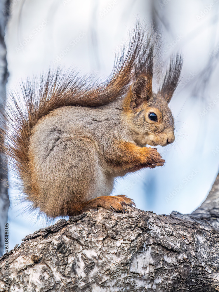 The squirrel with nut sits on a branches in the spring or summer. The squirrel with nut sits on a branches in the spring or summer.