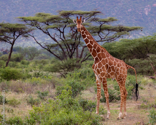 A giraffe stands tall and proud in front of a moutain and trees © Joseph