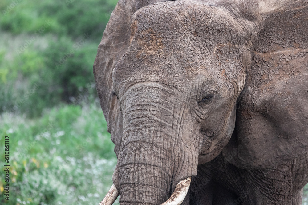 Fototapeta premium Bull elephant face