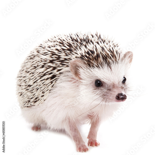 Fototapeta Naklejka Na Ścianę i Meble -  African hedgehog on white background