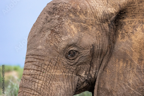 Tight shot of female elephant © Joseph