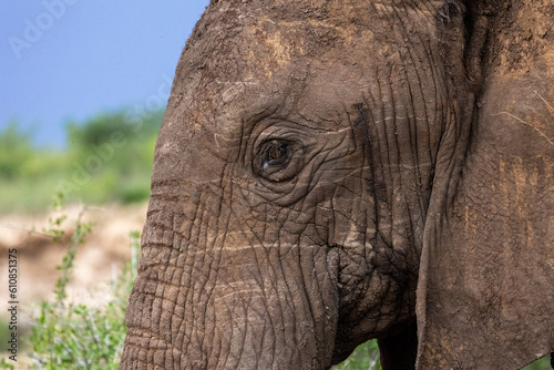 Close up of female elephant © Joseph