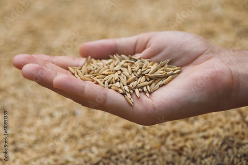 Harvest of ripe rice grains in female hand © Virgiliu