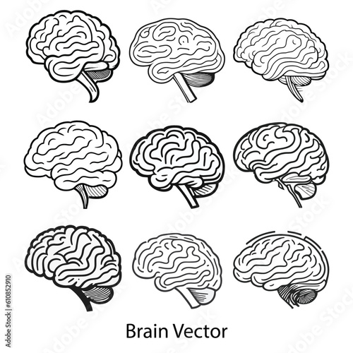 Human Brain on the White Background. Hand Drawn.Vector Illustration. Outline of a brain on the white background