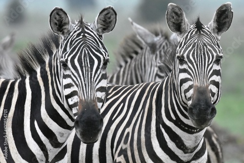 Fototapeta Naklejka Na Ścianę i Meble -  two zebras