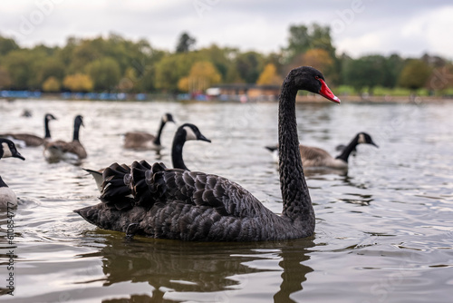 Beautiful black swan with red bill floating on lake water in city park