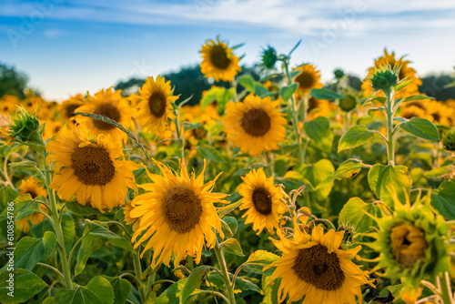 Beautiful field of blooming sunflowers against blurry sunset golden light