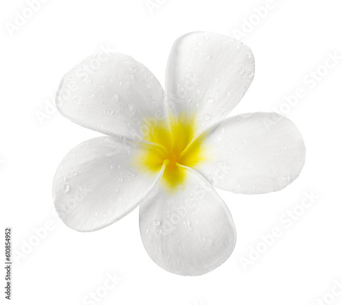 frangipani flower isolated on transparent png